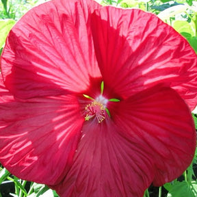 Hibiscus des marais Luna red - Hibiscus moscheutos Luna Red - Plantes