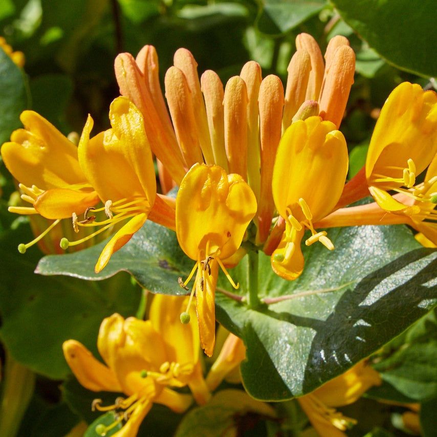 Chèvrefeuille grimpant tellmanniana - Willemse