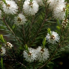 L'arbre à thé - Melaleuca alternifolia - Plantes