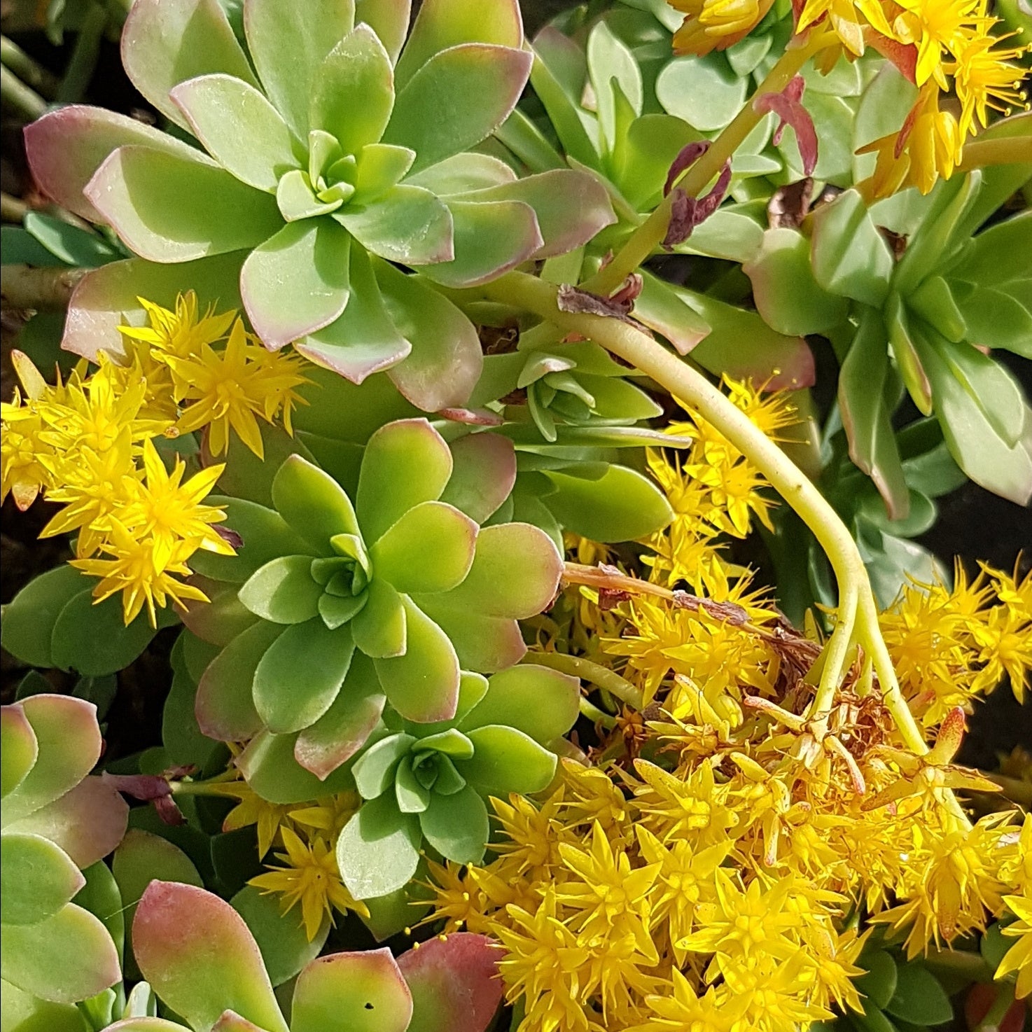 Sedum palmeri - Sedum palmeri - Plantes