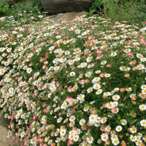 Erigeron karvinskianus 'Profusion' - Erigeron karvinskianus 'profusion' - Plantes