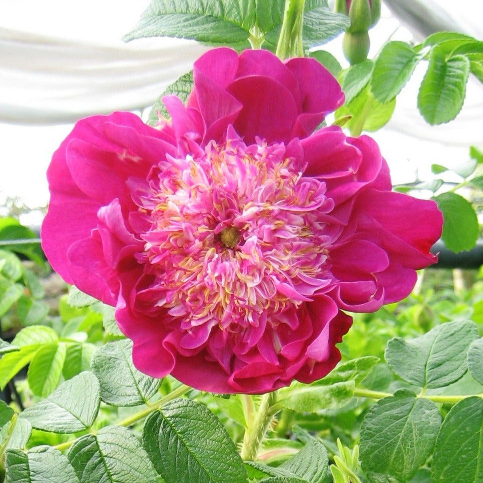 3 Rosiers Pompom Perfume ® pivoine - Rosa rugosa 'pompom perfume' - Rosiers