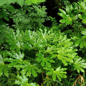 Fatsia du Japon - Fatsia japonica