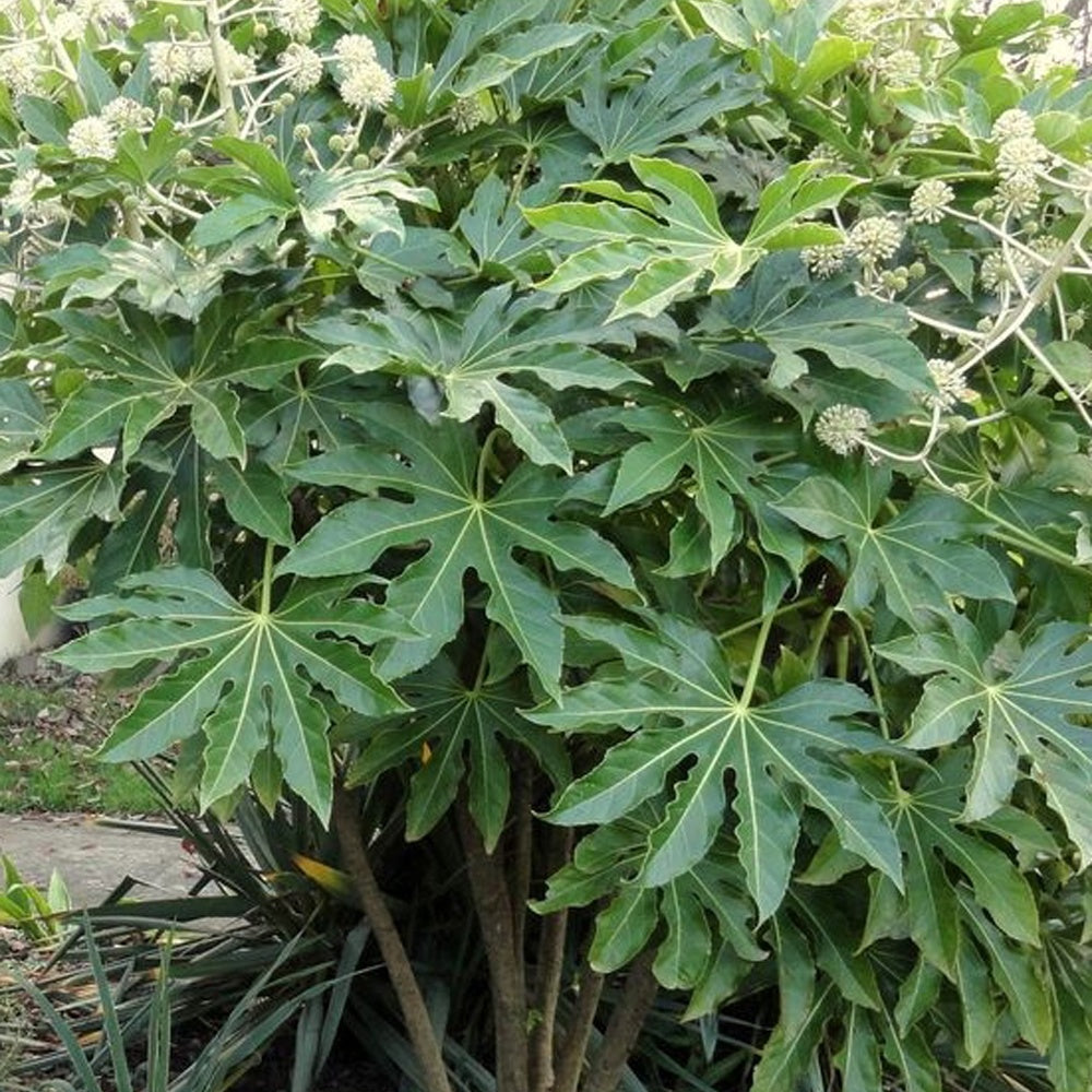 Fatsia du Japon - Fatsia japonica