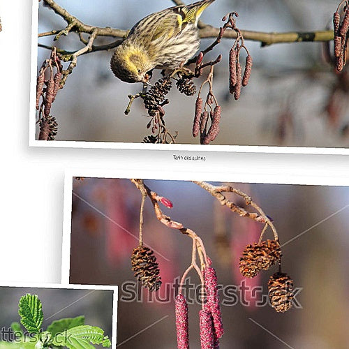 Faites entrer la biodiversité dans votre jardin