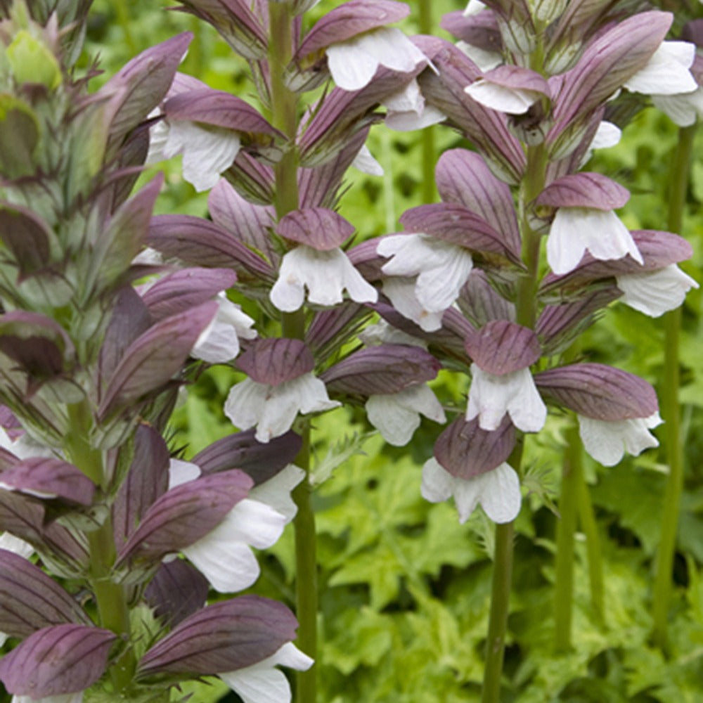 Acanthe de Hongrie White Lips - Acanthus hungaricus white lips - Plantes