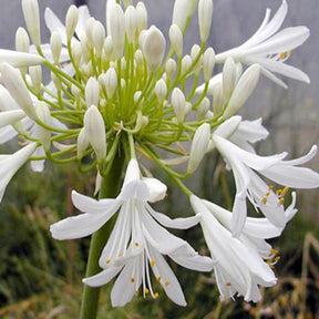 Agapanthe africaine blanche - Agapanthus africanus albus - Plantes