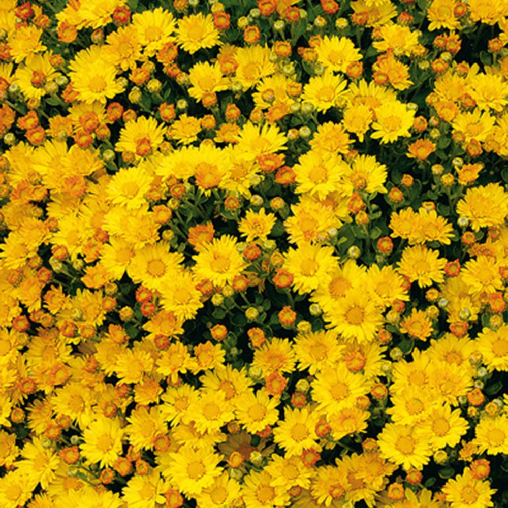 Chrysanthème du Pacifique Bengo Gold - Ajania bellania bengo gold - Plantes vivaces