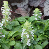 Bugle rampante Alba - Willemse