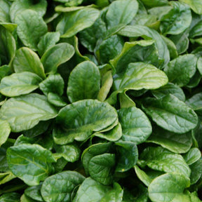 Bugle rampante Alba - Ajuga reptans alba - Willemse