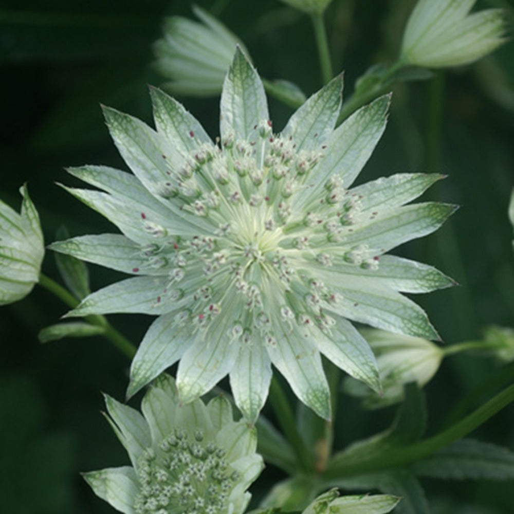 Grande astrance blanche - Astrantia major alba - Plantes