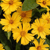 Coreopsis lancéolée Goldfink - Willemse