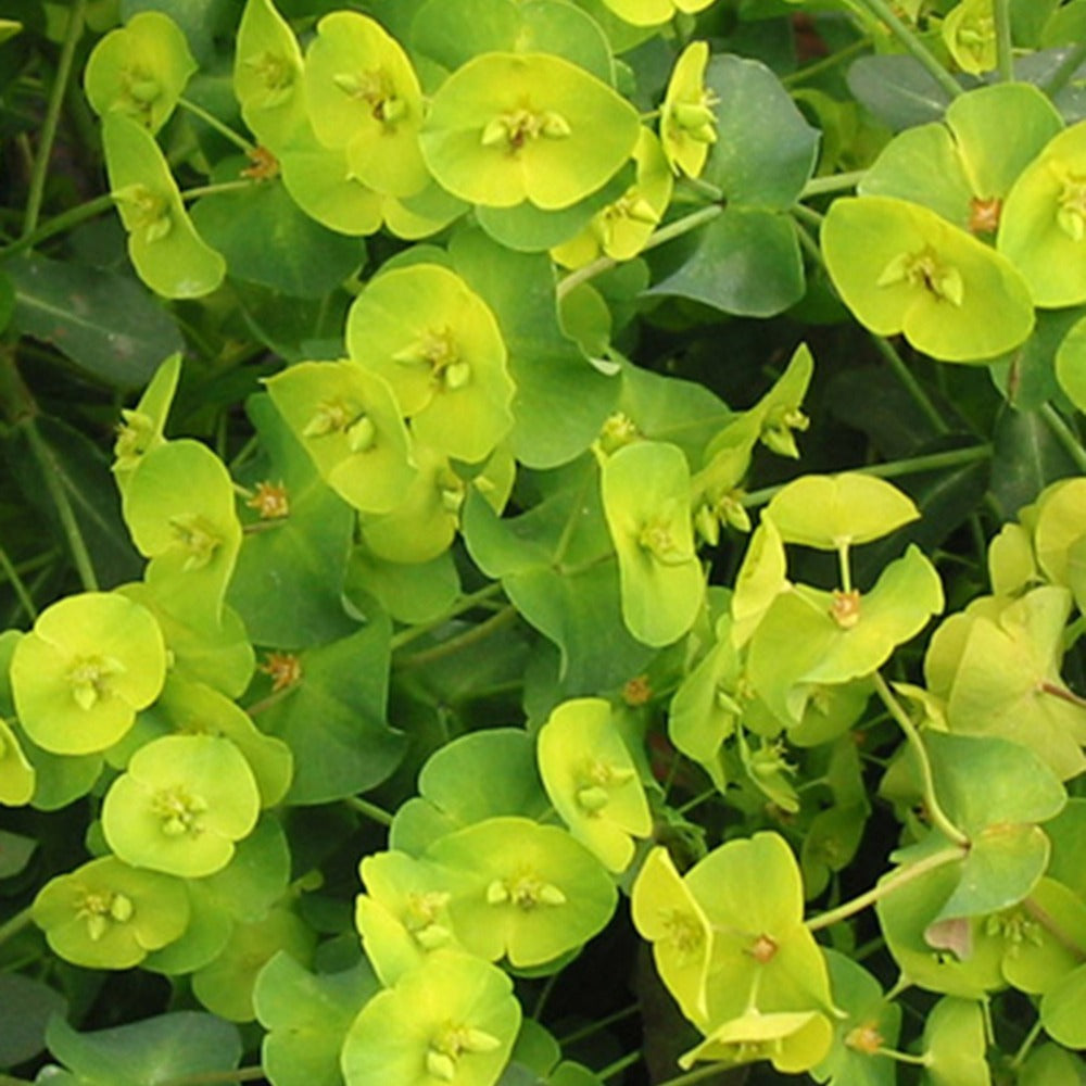 Euphorbe des bois pourpre - Euphorbia amygdaloides purpurea - Plantes