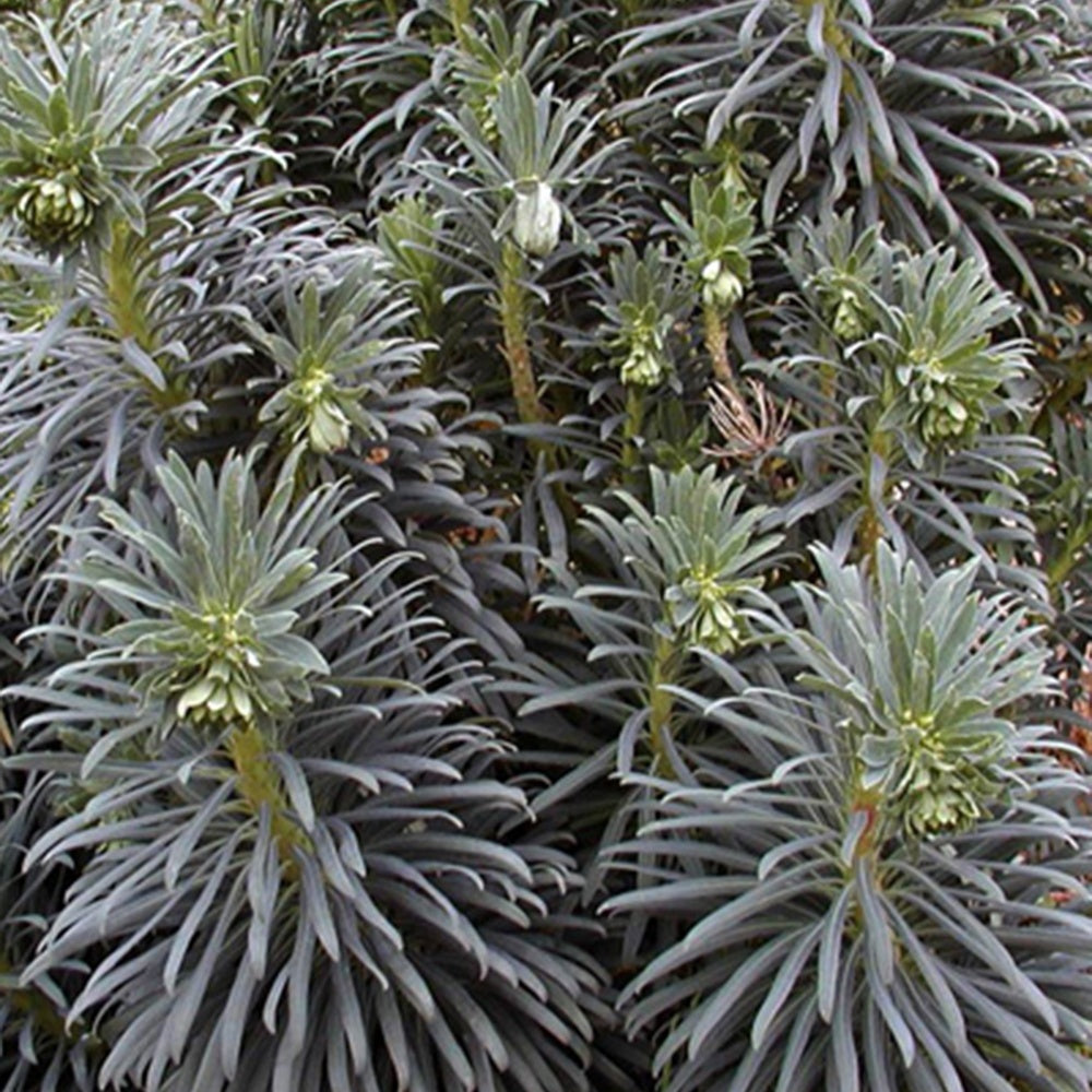 Euphorbe des garrigues - Euphorbia characias - Fleurs vivaces