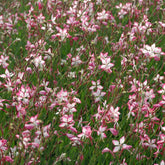 Gaura Rosyjane - Willemse