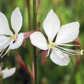 Gaura Snowstorm - Willemse