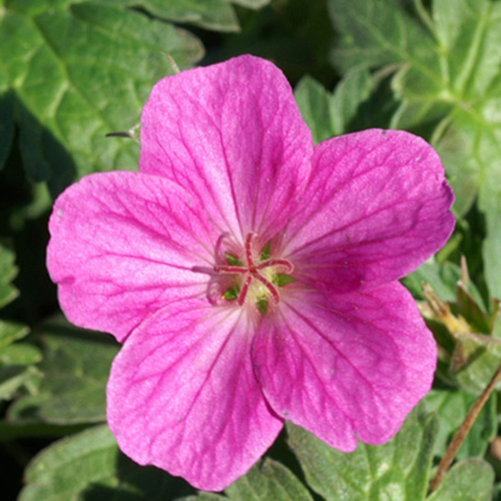 Géranium vivace Russell Prichard - Geranium riversleaianum russel prichard - Plantes