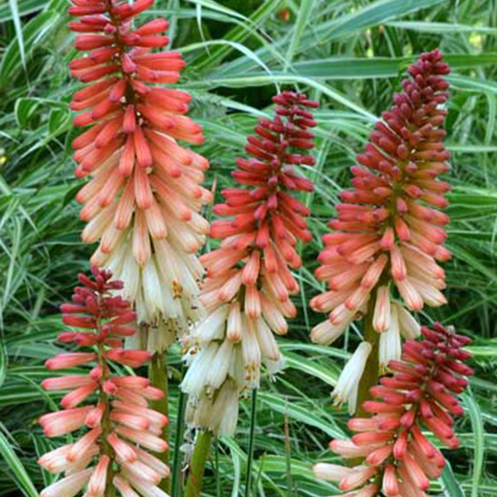 Tritoma Orange Vanilla Popsicle ® - Kniphofia orange vanilla popsicle ® - Plantes