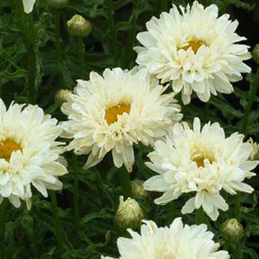 Marguerite d'été Victorian Secret ® - Leucanthemum superbum victorian secret ® - Willemse