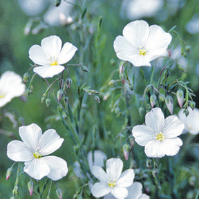 Lin vivace Diamant - Linum perenne diamant - Plantes vivaces