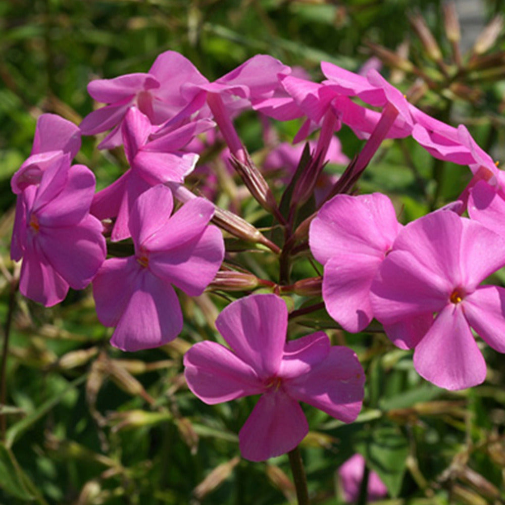 Phlox carolina Bill Baker - Phlox carolina bill baker - Plantes