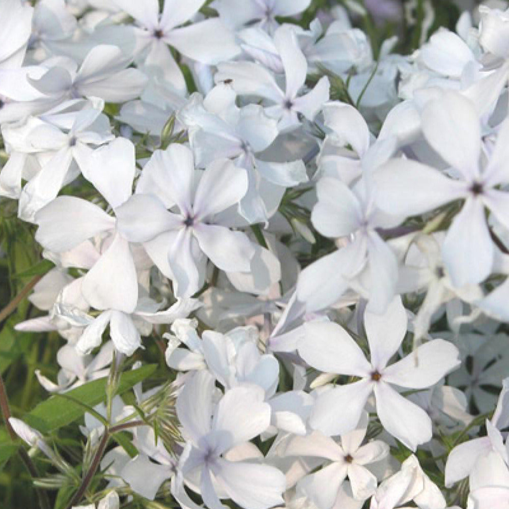 Phlox divaricata May Breeze - Phlox divaricata may breeze - Plantes