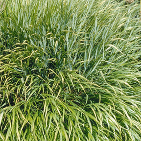 Herbe du Japon - Hakonechloa macra - Graminées