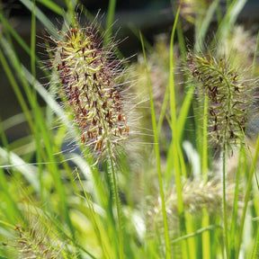 Herbe aux écouvillons Hameln Gold - Pennisetum - Pennisetum alopecuroides hameln gold - Plantes