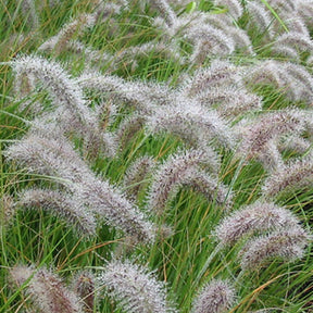 Herbe aux écouvillons - Pennisetum - Pennisetum alopecuroides (compressum) - Willemse