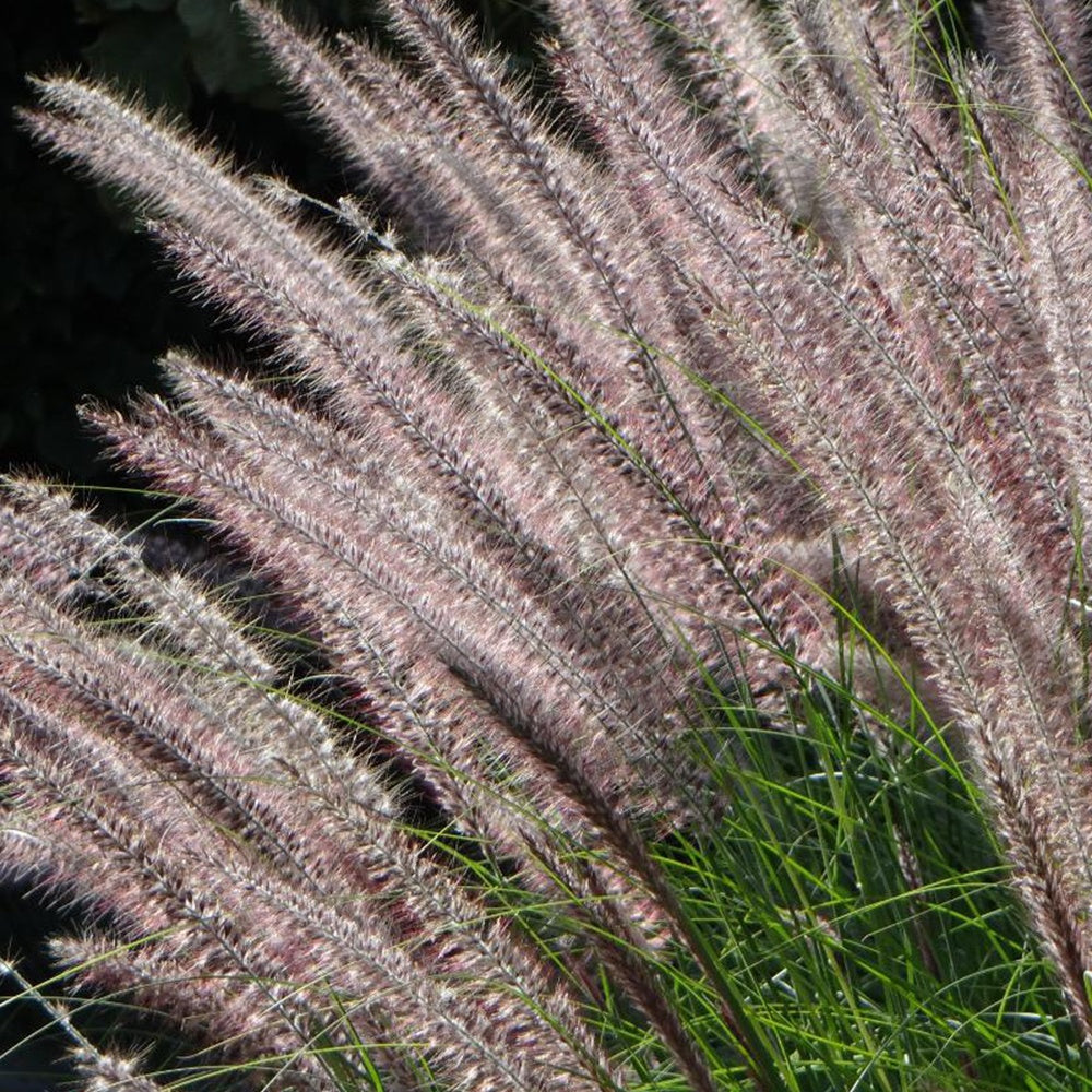 Herbe aux écouvillons Karley Rose ® - Pennisetum - Pennisetum karley rose ® - Plantes