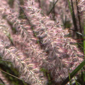 Herbe aux écouvillons d'Orient - Pennisetum - Pennisetum orientale - Plantes