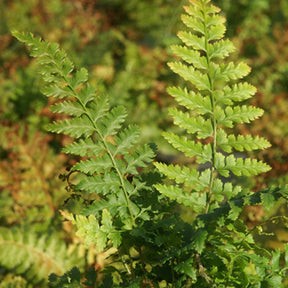 Aspidie à cils raides - Fougère - Polystichum setiferum - Plantes