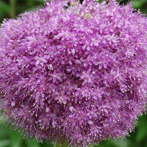 Ail géant de l'Himalaya - Allium giganteum - Plantes