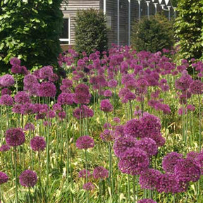 Ail géant de l'Himalaya - Allium giganteum - Plantes vivaces