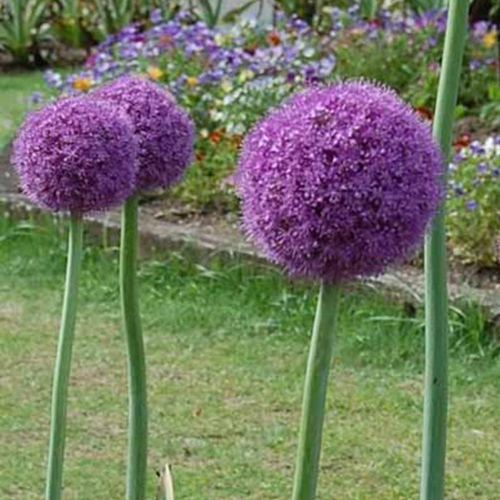 Ail géant de l'Himalaya - Allium giganteum - Fleurs vivaces