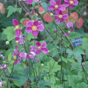 Anémone d'automne Splendens - Anemone hupehensis splendens - Anémones