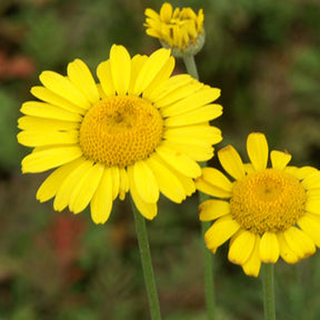 Anthemis tinctoria Kelwayi - Anthemis tinctoria kelwayi - Plantes