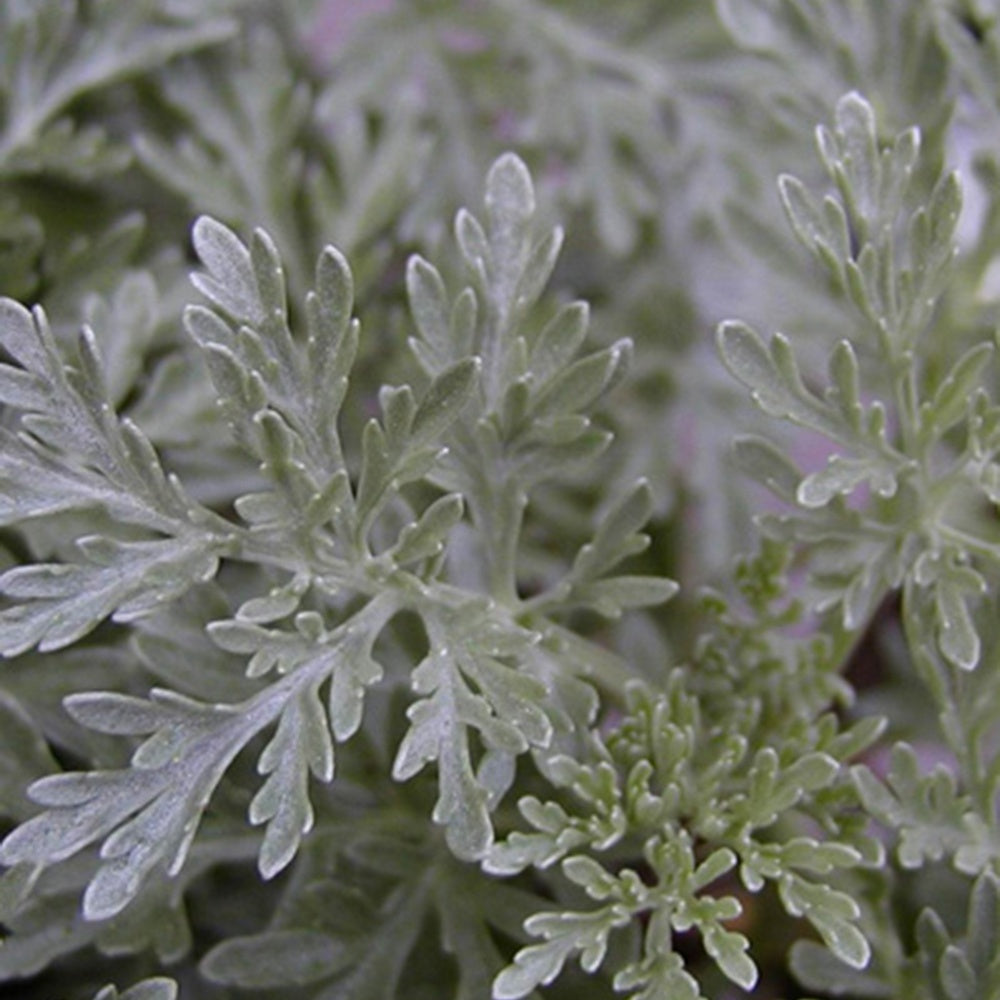 Armoise Powis Castle - Artemisia powis castle - Plantes vivaces