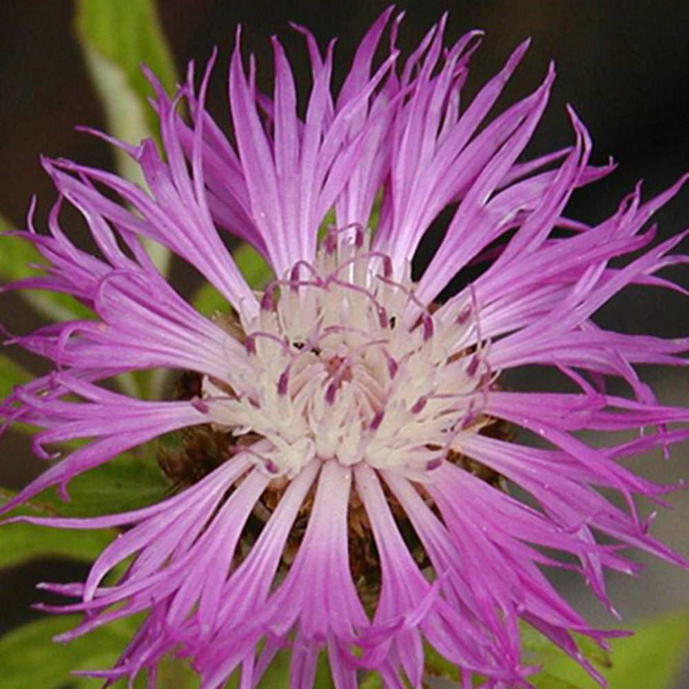 Centaurée de Perse - Centaurea dealbata - Fleurs vivaces