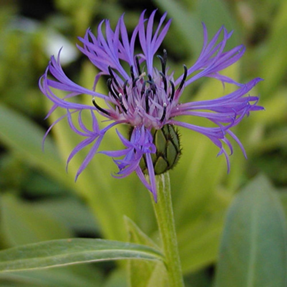 Centaurée des montagnes - Centaurea montana - Plantes