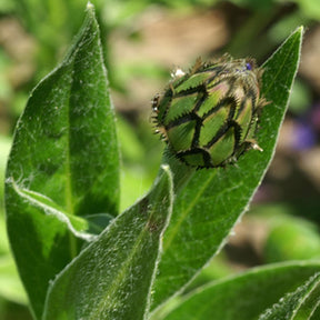 Centaurée des montagnes - Centaurea montana - Plantes vivaces