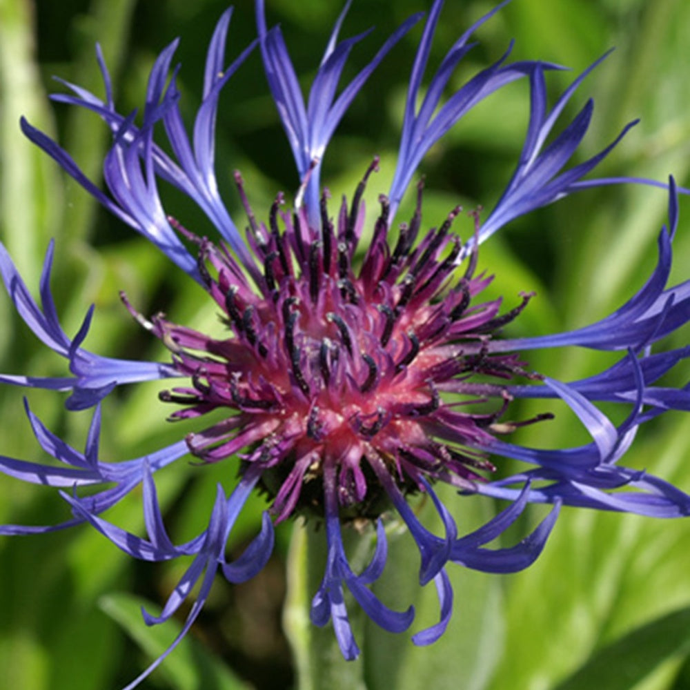 Centaurée des montagnes - Centaurea montana - Fleurs vivaces