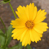 Coreopsis grandiflora Etoile d'Or - Willemse