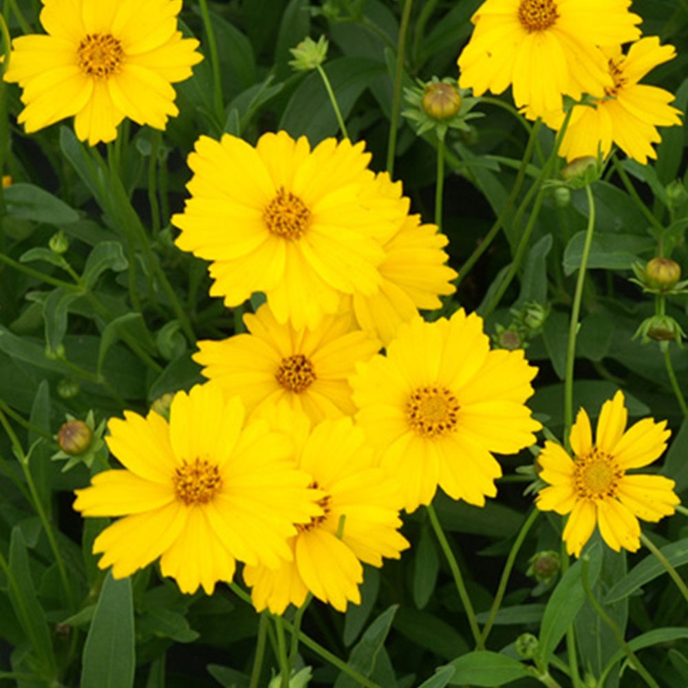 Coreopsis grandiflora Etoile d'Or - Coreopsis grandiflora etoile dor - Willemse