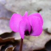 Cyclamen coum Rose - Willemse