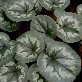 Cyclamen coum Rose - Cyclamen coum - Willemse