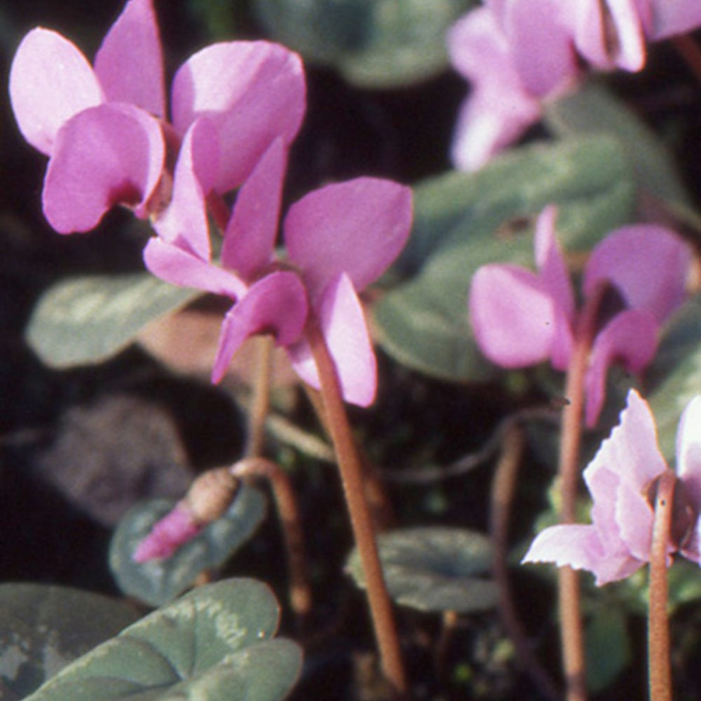 Cyclamen coum - Cyclamen coum Rose - Cyclamen