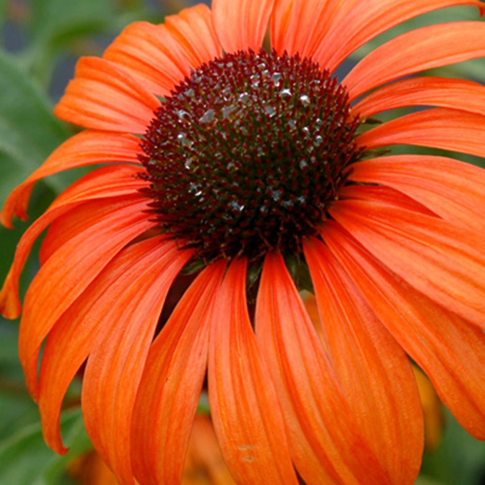 Rudbeckia  Tangerine Dream ® - Echinacea - Echinacea purpurea tangerine dream ® - Plantes