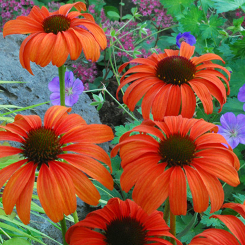 Rudbeckia  Tangerine Dream ® - Echinacea - Echinacea purpurea tangerine dream ® - Willemse