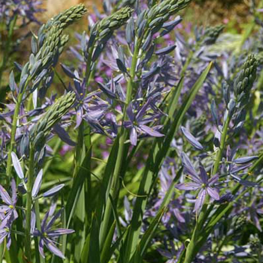 Camassia leichtlinii Caerulea - Camassia leichtlinii caerulea - Plantes vivaces